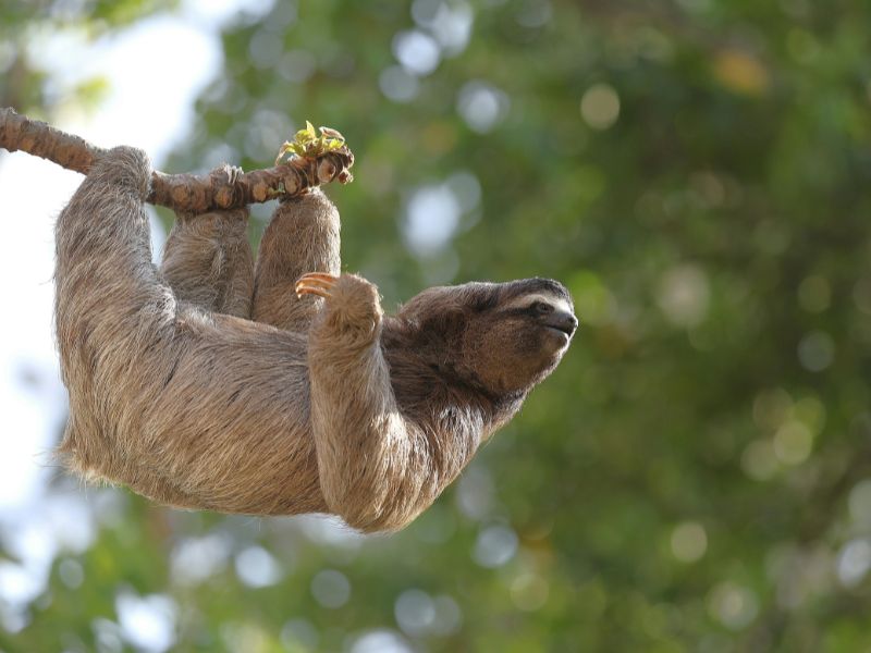 <p>bradipo, Ecuador</p>